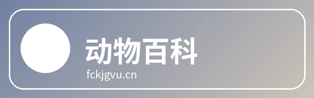 动物百科